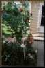 Lumi_by_patio_of_house_